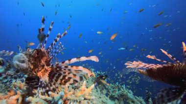 Aslan Balığı Açık Ağız. Sualtı aslan balığı (Pterois mil). Tropikal resif deniz altı deniz manzarası. Su altı mercan resifi sahnesi. Renkli mercan resifleri. Deniz yaşamı balık bahçesi.