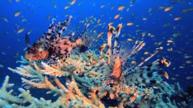 Aslan Balığı Resifi Deniz Hayatı. Sualtı aslan balığı (Pterois mil). Tropikal resif deniz altı deniz manzarası. Su altı mercan resifi sahnesi. Renkli mercan resifleri. Deniz yaşamı balık bahçesi.