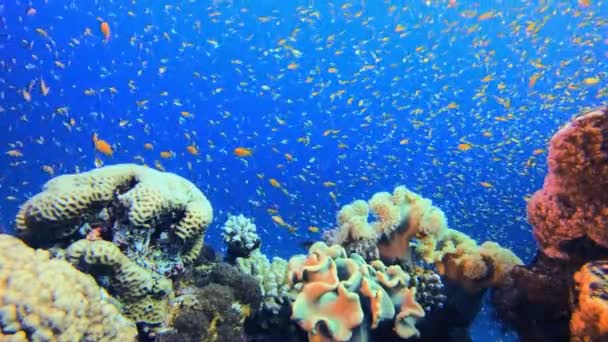 カラフルな熱帯サンゴのサンゴ礁 青いターコイズブルーの海の水の波 カラフルな熱帯のサンゴ礁 青い水の背景 水中の色鮮やかな雰囲気 — ストック動画
