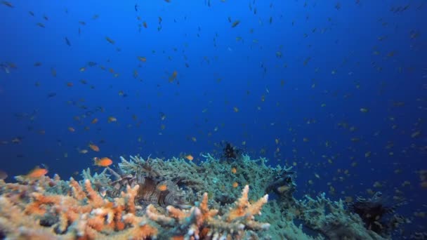 カラフルな水中環境ライオンフィッシュ 水中魚 熱帯魚礁海洋 カラフルな水中の海の風景です サンゴ礁のシーン サンゴの庭の風景です カラフルな熱帯のサンゴ礁 — ストック動画