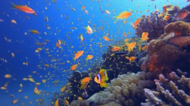 Coral Garden Clownfische Korallengarten Blauer Wasserhintergrund Blaues Türkisfarbenes Meerwasser Wogt — Stockvideo