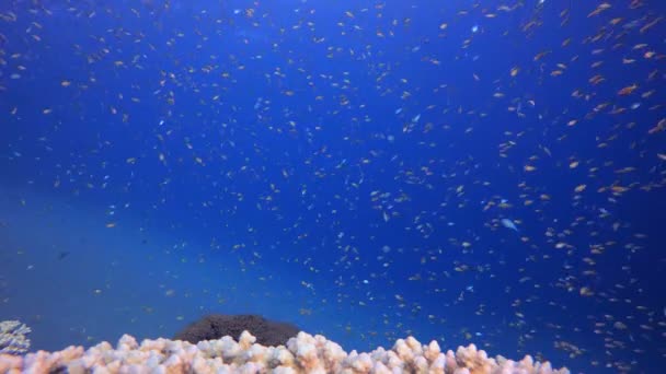 Coral Garden Orange Blaugrüner Fisch Tropische Unterwasserfische Unterwasser Fischriffe Marinen — Stockvideo