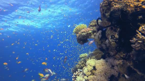 コーラルガーデンオレンジブルーグリーンフィッシュ 熱帯の水中の海景 青いターコイズブルーの海の水の波 水中魚礁海洋 鮮やかな珊瑚の庭 — ストック動画