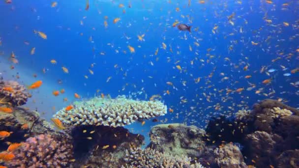 Coral Garden Orange Fisch Szene Fischlandschaft Weichhartkorallen Lebendiger Korallengarten Farbenfrohe Stock-Filmmaterial