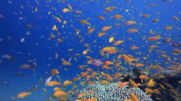 サンゴの庭水中活気のある魚 熱帯のカラフルな水中の海の風景 水中魚園のサンゴ礁 サンゴ礁のシーン 珊瑚の庭の風景 — ストック動画