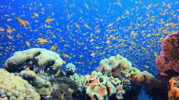 珊瑚花园鲜活鱼 热带水下海鱼 五彩斑斓的热带珊瑚礁大堡礁海洋生命世界 海底鱼类礁海洋 — 图库视频影像