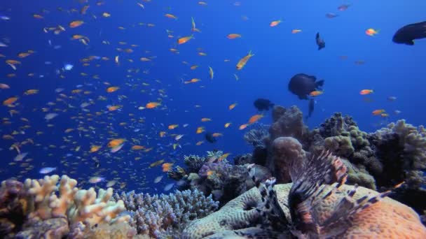 Коралловый Риф Подводная Морская Жизнь Подводные Морские Рыбы Тропический Рыбный — стоковое видео