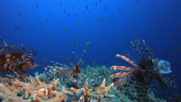 狮子鱼张嘴宽 水下狮子鱼 Pterois英里 热带珊瑚礁海洋水下海景 海底珊瑚礁的场景 五彩斑斓的珊瑚礁海洋生物鱼园 — 图库视频影像