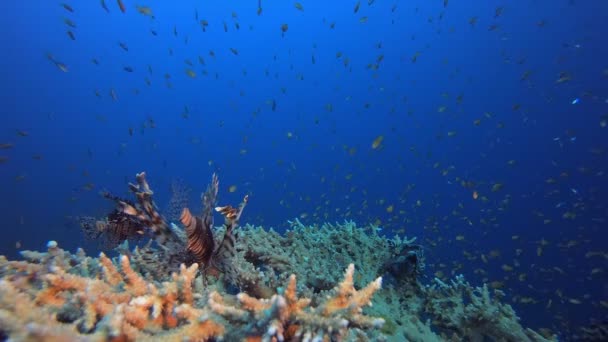 Lejonfisk Korallrevet Lejonfisk Vatten Pterois Miles Tropiskt Rev Marina Undervattens — Stockvideo