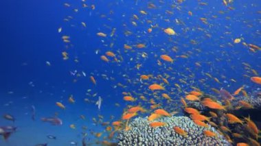 Marine Coral Garden Mavi Portakal Balığı. Tropik sualtı deniz manzarası. Mavi turkuaz deniz suyu dalgaları. Su altı balık resifi denizcisi. Canlı mercan bahçesi.