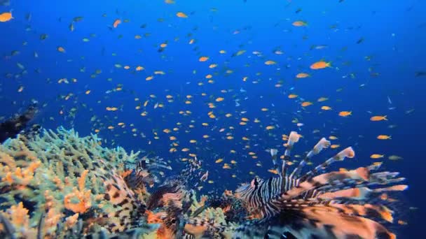 狮子鱼海热带生物 水下狮子鱼 Pterois英里 热带珊瑚礁海洋水下海景 海底珊瑚礁的场景 五彩斑斓的珊瑚礁海洋生物鱼园 — 图库视频影像