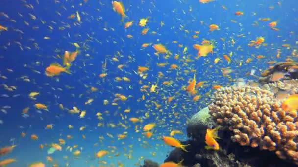海洋珊瑚五彩缤纷的花园 五彩斑斓的热带珊瑚礁热带多彩的水下海景 水下世界的生活 海底鱼类礁海洋 — 图库视频影像
