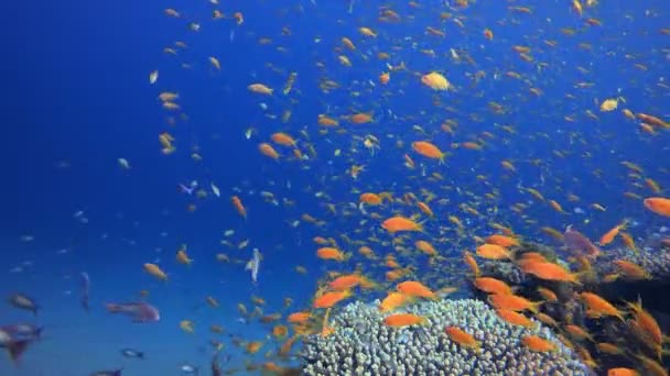 海洋珊瑚花园蓝橙色鱼 热带水下海景 蓝色绿松石海浪 海底鱼类礁海洋 充满活力的珊瑚花园 — 图库视频影像