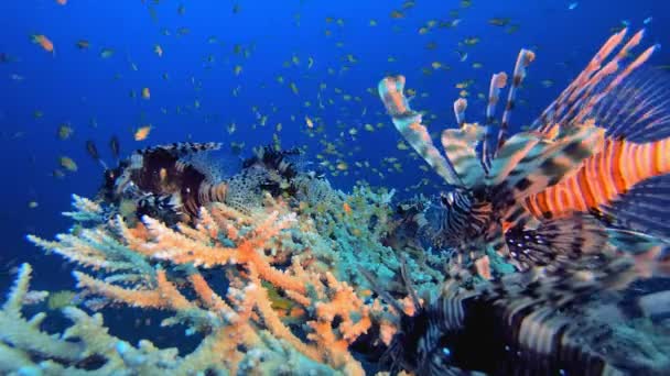 Marine Life Coral Garden Löwenfische Tropische Unterwasserfische Farbenprächtiges Tropisches Korallenriff lizenzfreies Stockvideo