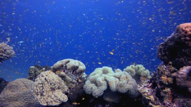 Морской Тропический Подводный Рыбный Сад Морской Пейзаж Кораллового Сада Голубой — стоковое видео