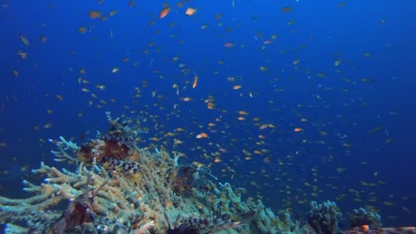 Marine Life Seascape Pesce Leone Onde Marine Turchesi Blu Barriere — Video Stock