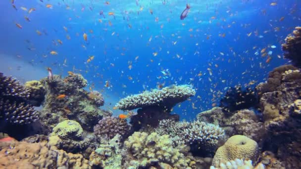 Oranje Viskoraalrif Onderwater Kleurrijke Zeevissen Tropische Rifzee Koralen Tropisch Leven — Stockvideo