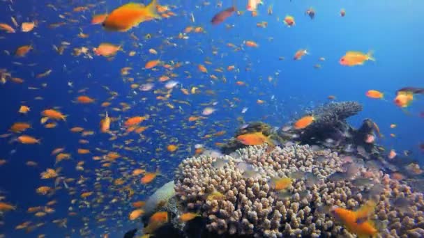 红海橙鱼 热带水下海鱼 海底鱼类礁海洋 软而硬的珊瑚水下鱼类花园礁 珊瑚花园海景 — 图库视频影像