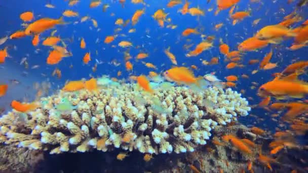 Reef Coral Garden Unterwasserwelt Unter Wasser Glückliche Orangefarbene Fische Unter Stock-Filmmaterial