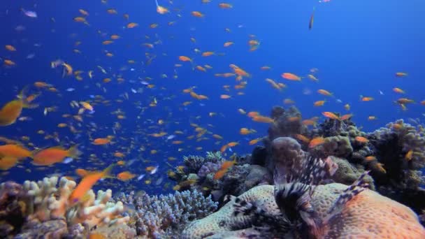 大堡礁鱼园海底五彩斑斓的海鱼 热带珊瑚礁海洋 珊瑚的热带生物 珊瑚花园海景 蓝水背景 — 图库视频影像