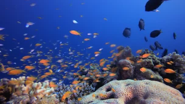 红海热带鱼类生命 海底鱼 五彩斑斓的水下海景 热带鱼礁海洋 海底鱼 热带鱼类礁海洋 — 图库视频影像