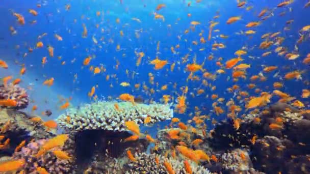 珊瑚礁热带花园 五彩斑斓的热带珊瑚礁热带多彩的水下海景 水下世界的生活 海底鱼类礁海洋 — 图库视频影像