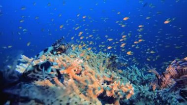 Resif Sahne Mercanları ve Aslan Balığı. Tropik sualtı balığı. Su altı balık resifi denizcisi. Su altı deniz balığı. Mercan bahçesi deniz manzarası. Resif mercan sahnesi.