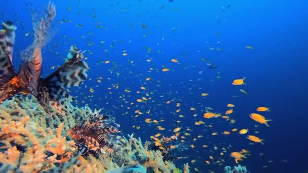 リーフコーラルトロピカルガーデンライオンフィッシュ 水中の熱帯色鮮やかな柔らかいサンゴの海の風景 水中魚礁海洋 熱帯色の水中の海景 — ストック動画