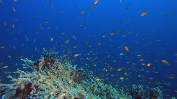 珊瑚礁海洋生物硬珊瑚狮子鱼 鱼的风景 软硬珊瑚海景 充满活力的珊瑚花园 五彩缤纷的水下氛围漂亮的软珊瑚海洋珊瑚礁 — 图库视频影像