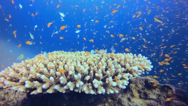 Útes Marine Podvodní Barevná Scéna Tropické Rybí Útesy Měkké Korály — Stock video