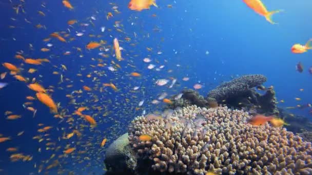 Riff Sea Orange Fish Tropisch Farbenfrohe Unterwasserlandschaft Unterwasserfischgartenriff Szene Aus Lizenzfreies Stock-Filmmaterial