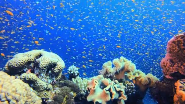 珊瑚礁海洋水下场景 热带水下海鱼 五彩斑斓的热带珊瑚礁大堡礁海洋生命世界 海底鱼类礁海洋 — 图库视频影像