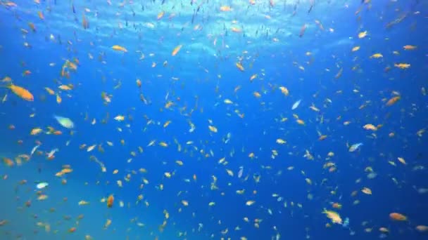Reef Underwater Tropical Coral Garden Tropical Underwater Sea Fish Underwater — Stock Video