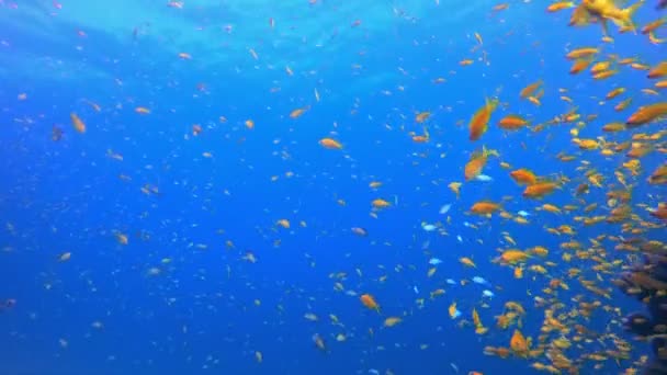 Onde Marine Blu Acqua Pesci Tropicali Pesci Sottomarini Barriera Corallina — Video Stock