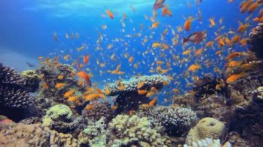 Tropik Mavi Deniz Suyu ve Renkli Balık. Resif mercan sahnesi. Mercan bahçesi deniz manzarası. Renkli tropikal resifler. Canlı mercan bahçesi. 