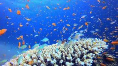 Tropik Renkli Balık. Tropik sualtı balığı. Renkli tropikal mercan resifi. Sahne resifi. Deniz yaşamı deniz dünyası. Su altı balık resifi denizcisi. 
