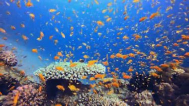 Tropik Renkli Sualtı Deniz Pelerini. Su altı deniz balığı. Tropik balık resifi denizcisi. Renkli sualtı deniz manzarası. Resif mercan sahnesi. Mercan bahçesi deniz manzarası. Renkli tropikal mercan resifleri.