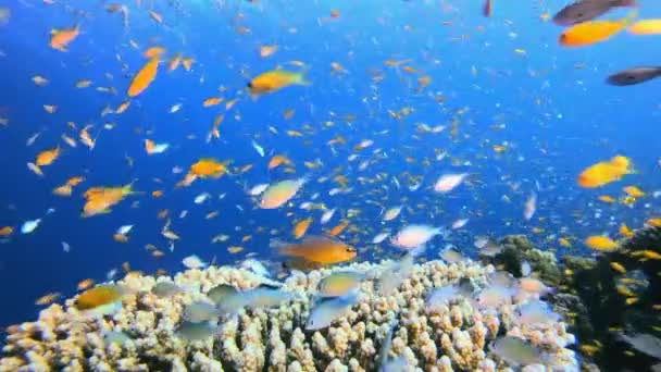 海洋世界生命 海底鱼 五彩斑斓的水下海景 热带鱼礁海洋 海底鱼 热带鱼类礁海洋 — 图库视频影像