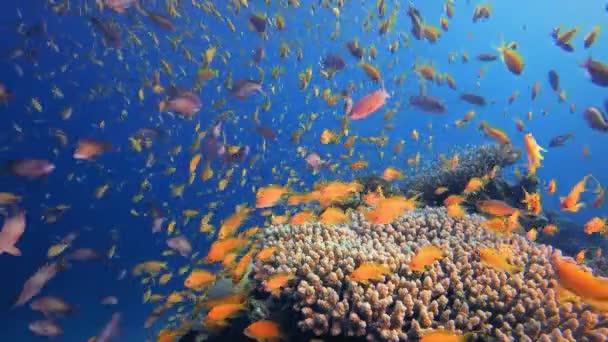 Sea Water Coral Garden Pomarańczowa Ryba Podwodne Ryby Morskie Tropikalna — Wideo stockowe