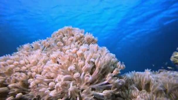 Tropisches Blaues Meer Und Weichkorallen Unter Wasser Tropische Farbenfrohe Weichhartkorallen — Stockvideo