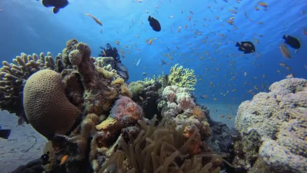 热带蓝海鳕鱼 五彩斑斓的热带珊瑚礁热带多彩的水下海景 水下世界的生活 海底鱼类礁海洋 — 图库视频影像