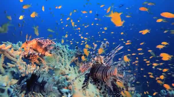 Tropical Lion Fish Reef View Tropický Podmořský Plášť Modrá Tyrkysová — Stock video