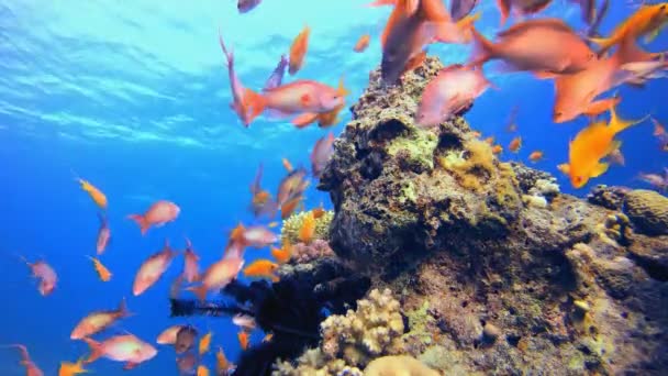 Peixes Coloridos Água Azul Tropical Subaquático Tropical Colorido Macio Duro — Vídeo de Stock