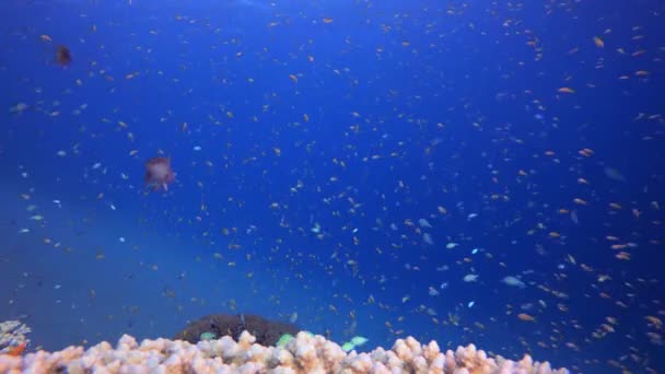 热带蓝水五彩斑斓的鱼 热带水下海鱼 海底鱼类礁海洋 海底鱼 珊瑚花园海景 珊瑚礁景观 — 图库视频影像