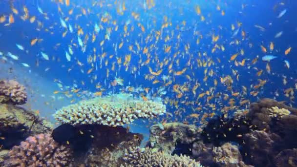 热带蓝水五彩斑斓的鱼 热带多彩的水下海景 水下鱼类花园礁 珊瑚礁场景 珊瑚花园海景 — 图库视频影像
