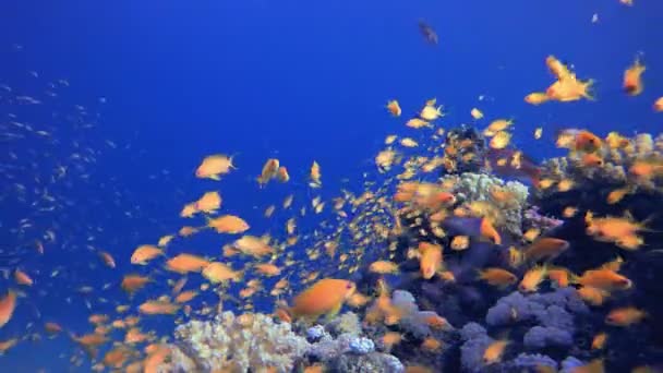 Tropiske Farverige Fisk Blå Turkis Havvand Bølger Farverige Tropiske Koralrev – Stock-video