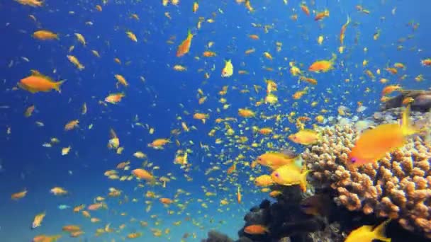 热带五彩斑斓的海底海景 热带水下海鱼 海底鱼类礁海洋 软而硬的珊瑚水下鱼类花园礁 珊瑚花园海景 — 图库视频影像