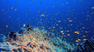 Tropik Mercan Bahçesi Aslan Balığı. Renkli tropikal mercan resifi. Tropik renkli sualtı deniz manzarası. Su altı dünyası hayatı. Su altı balık resifi denizcisi.