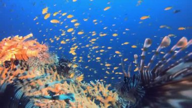 Tropik Mercan Resifi Deniz Aslanı-Balığı. Balık manzarası. Yumuşak sert mercanlar deniz manzarası. Canlı mercan bahçesi. Renkli sualtı atmosferi. Güzel yumuşak mercan. Deniz mercan resifi.