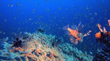 Tropik Mercan Kayalıkları Aslan Balığı. Mercan bahçesi deniz manzarası. Mavi su arka planı. Mavi turkuaz deniz suyu dalgaları. Renkli tropikal mercan resifleri.